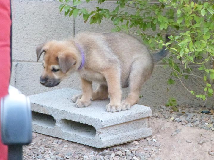 chinook dog